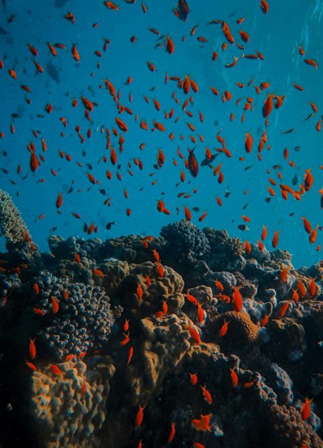 île Maurice-océan-fondsmarins-coraux-poissonsrouges-plongée